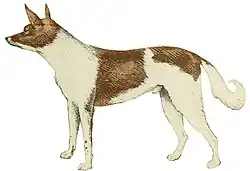 † Cão fueguino (Raposa andina doméstica)