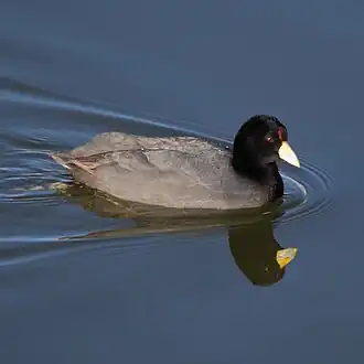 Fulica ardesiaca en San Pedro de Atacama, Região de Antofagasta, Chile