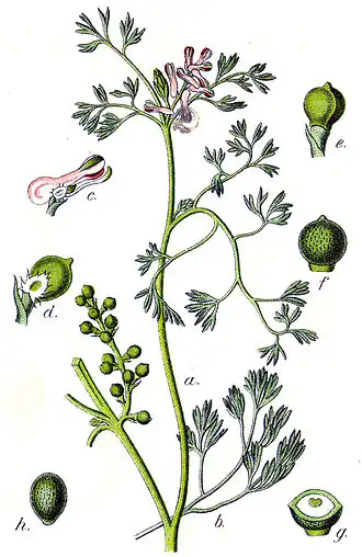 Fumaria parviflora