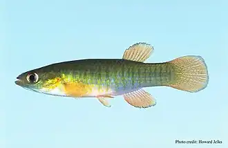Fundulus auroguttatus