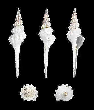 Cinco vistas da concha de Fusinus forceps (Perry, 1811)[3], de espécime vindo do mar da China Meridional. Muitas espécies desta família se destacam mais por sua escultura, e por seu longo canal sifonal, do que por sua coloração.[4]