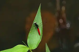 Indivíduo avistado em El Pilche, no Equador