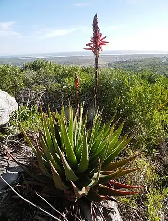 Aloe succotrina é restrito às montanhas da Península do Cabo, e a costa montanhosa entre Kogelberg e Hermanus. Mapa do Cabo Ocidental, África do Sul, mostrando faixa destacada cobrindo duas áreas no extremo sudoeste