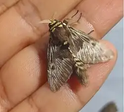 Gênero Megalopyginae