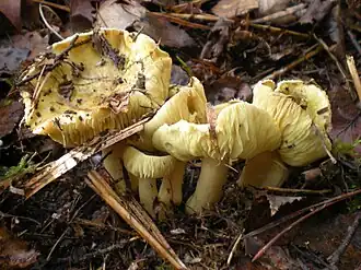 Tricholoma flavovirens