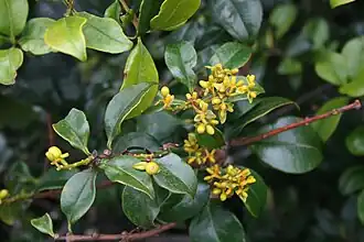 Gaiadendron punctatum