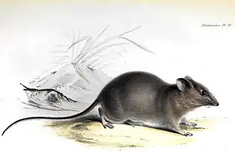 Aegialomys galapagoensis