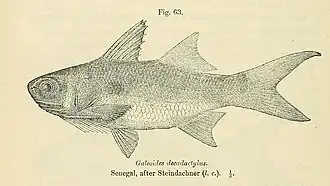 Catálogo de peixes de água doce de África, British Museum, 1916
