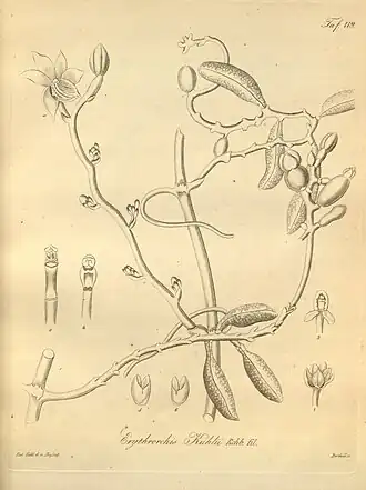 Galeola nudifolia (syn. Erythrorchis kuhlii) Heinrich Gustav Reichenbach Xenia Orchidacea - zweiter Band (1874)