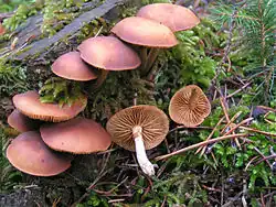 Galerina marginata