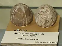 Fósseis de Galerites vulgaris (Cretáceo, MNHN).