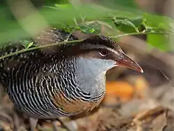 Ferrovia com faixas amarelas no Green Island National Park, Green Island, Queensland, Austrália