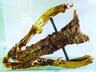 Crânio no Museu da Natureza e do Homem de Santa Cruz de Tenerife.