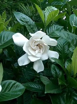 Gardenia jasminoides