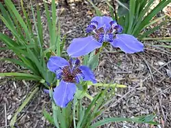 T. coerulea (sin. Neomarica coerulea)