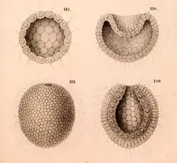 Gastraea. Imagem que mostra parte do conceito da gastraea de Haeckel.[6]