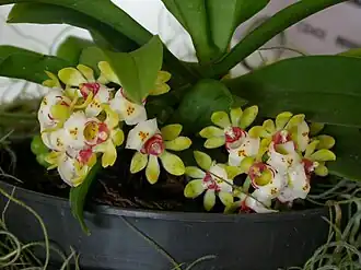 Gastrochilus japonicus