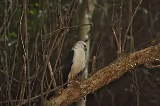 Espécime avistado no Parque Estadual da Chacrinha, no Rio de Janeiro