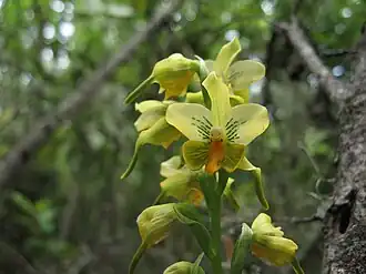Gavilea odoratissima