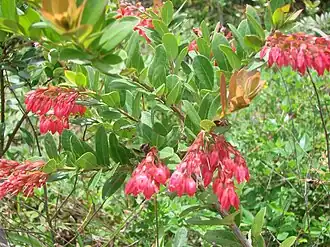 Gaylussacia brasiliensis em flor.
