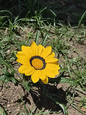 Gazania rigens, uma das espécies do gênero. (Espécimen localizado no Rio Grande do Sul)