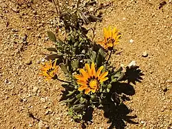 Gazania krebsiana Namaqualândia, Goegap N.R., Cabo Setentrional, África do Sul