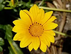 Flor de Gazania rigens