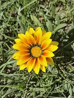 Gazania rigens