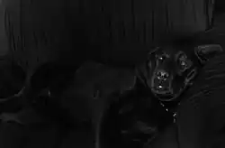 Figura 16. Imagem com tons predominantemente escuros. Fonte: Próprio autor