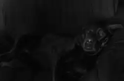 Figura 17. Resultado da suavização com filtro de média de 15 pixels. Fonte: Próprio autor