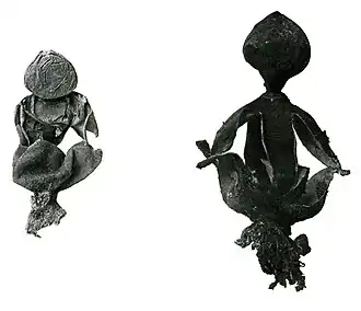 Esquerda: holótipo; direita: espécime coletado na Flórida e mantido no herbário do Departamento de Agricultura, Washington