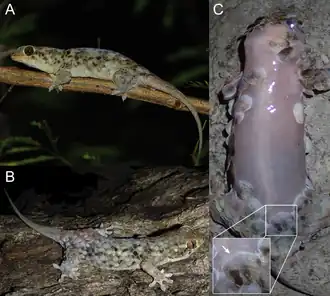 A) Indivíduo visto de lado B) Indivíduos visto de cima C) Indivíduo sem pele