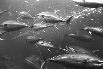 Thunnus albacares