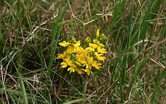 Inflorescência de Genista anglica