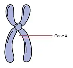 Locus de um gene X em um cromossomo qualquer