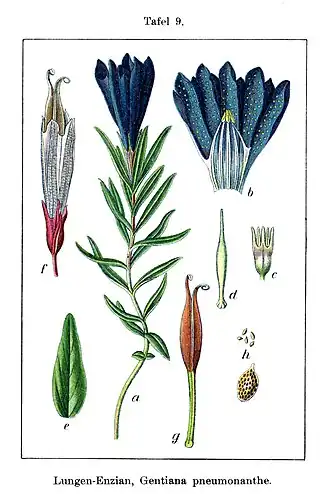Gentiana pneumonanthe