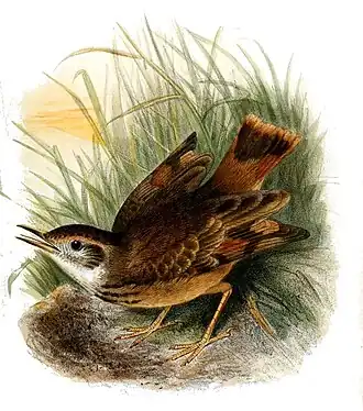 Ilustração de Joseph Smit (1866)