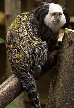 Um sagui-de-cabeça-branca em uma árvore