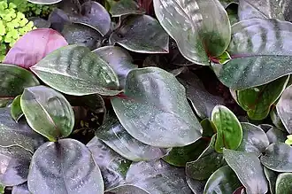 G. ciliatus no Jardim Botânico dos Estados Unidos