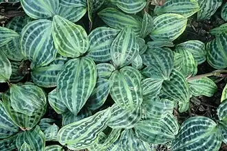 G. poeppigii no Jardim Botânico de Missouri, em São Luís