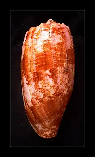 Concha de Conus geographus Linnaeus, 1758, encontrada em águas rasas do Indo-Pacífico[16] e sendo a espécie mais associada a mortes humanas por envenenamento.