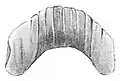 Drawing of the jaw of the Kerry Slug Geomalacus maculosus. The jaw of this species measures about 1&nbsp;mm and has broad ribs.