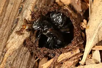 Ninho de Geotrigona mombuca em Araçoiaba da Serra, em São Paulo