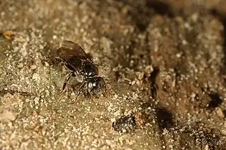 Indivíduo avistado em Santa Isabel, em São Paulo