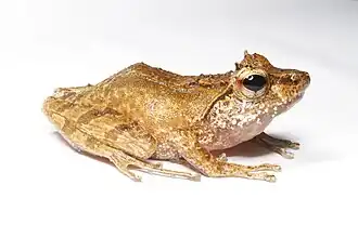 Gephyromantis tschenki