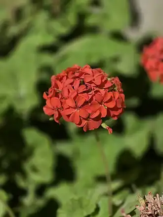 Flor de pelargónia (Pelargonium sp.)