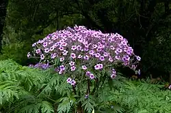 Geranium maderense - Gerânio da Madeira