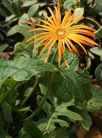 Gerbera jamesonii no jardim botânico de Dresden, na Alemanha