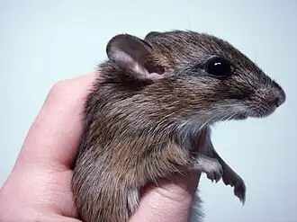 Gerbilliscus kempi