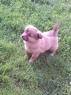 Spitz alemão (lulu da pomerânia)